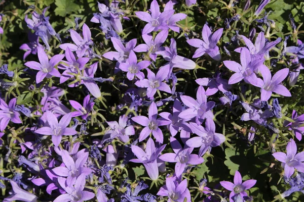 Dalmatian Bellflower 或Adria Bellflower Wall Bellflower 位于瑞士圣加仑 其拉丁文名称是Campanula Portenschlagiana Syn — 图库照片