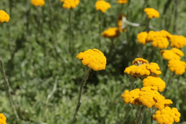 Yellow Flanagan Strawflower Flanagan Everlasting Gallen Switzerland Латинское Название Helichrysum — стоковое фото