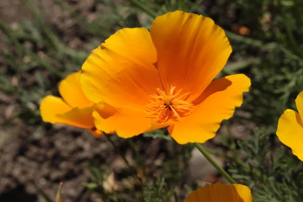 Orange Kaliforniska Vallmo Blomma Eller Golden Poppy Kalifornien Solljus Cup — Stockfoto