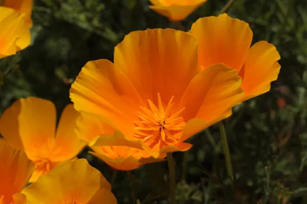 Orangefarbene Blüte Des Kalifornischen Mohns Oder Goldener Mohn California Sunlight — Stockfoto