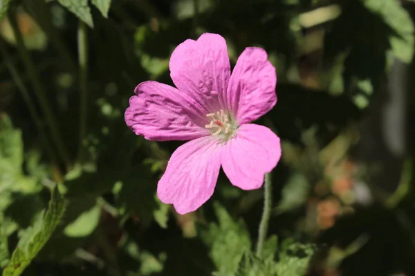 Pink Endres Cranesbill Flower French Crane Bill Gallen Switzerland Латинское — стоковое фото