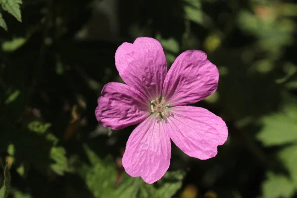 Pink Endres Cranesbill Flower French Crane Bill Gallen Switzerland Латинское — стоковое фото