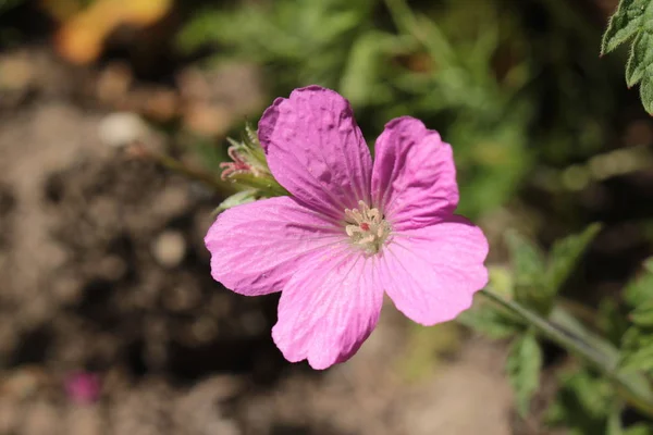 Pink Endres Cranesbill Flower French Crane Bill Gallen Switzerland Nombre — Foto de Stock