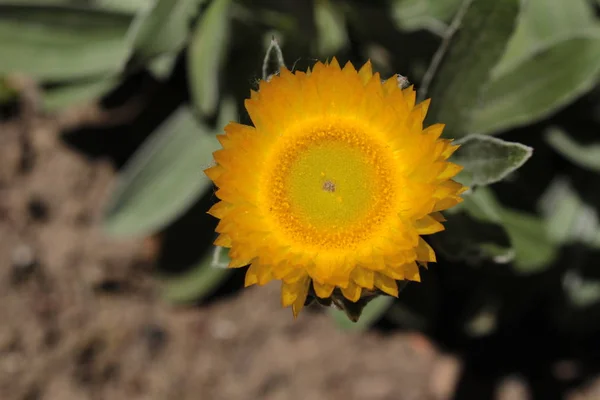 Žlutý Věčný Květ Nebo Leabane Yellow Daisy Golden Strawflower Gallen — Stock fotografie