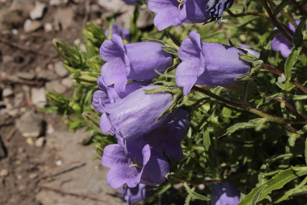 Blue Pyrenean Bellflower Nebo Showy Bellflower Showy Harebell Gallen Švýcarsko — Stock fotografie