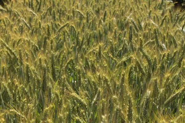 Grüne Triticale Weizenähren Gallen Schweiz Handelt Sich Eine Kreuzung Aus — Stockfoto