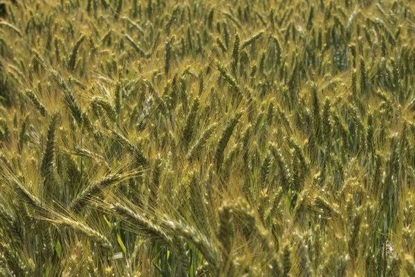 Gröna Triticale Veteöron Gallen Schweiz Det Hybrid Vete Triticum Och — Stockfoto