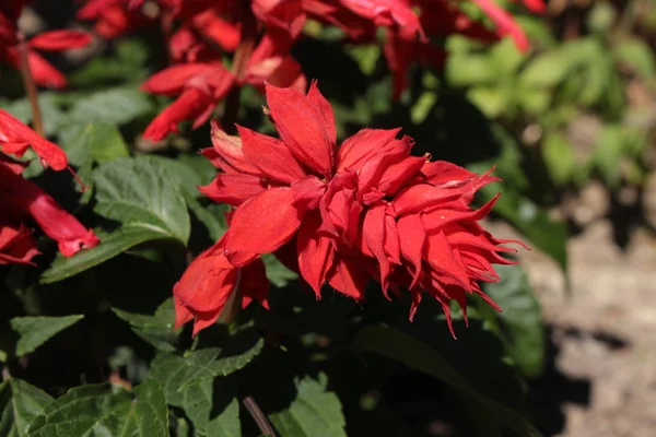 Fiore Rosso Scarlet Sage Salvia Tropicale Salvia Letto Scarlatta San — Foto Stock