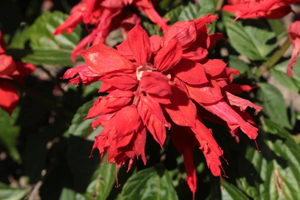 Czerwony Kwiat Szkarłatnego Mędrca Lub Mędrzec Tropikalny Mędrzec Szkarłatny Gallen — Zdjęcie stockowe