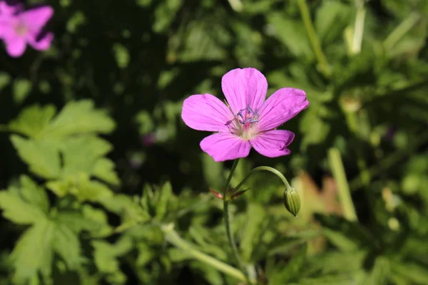 Sumpfkranich Blume Oder Sumpfstorchschnabel Sumpfkranich Schnabel Gallen Schweiz Sein Lateinischer — Stockfoto