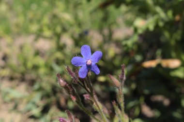 İsviçre 'nin St. Gallen kentinde mavi 