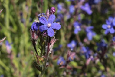 İsviçre 'nin St. Gallen kentinde mavi 