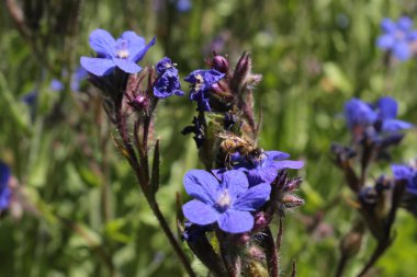 İsviçre 'nin St. Gallen kentinde mavi 