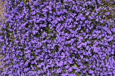 İsviçre 'nin St. Gallen kentinde bulunan mavi 