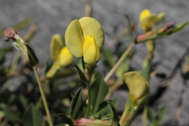 İsviçre 'nin St. Gallen kentinde bulunan sarı 