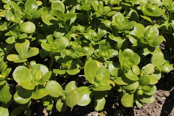 Κοινό Φυτό Purslane Verdolaga Pigweed Little Hogweed Red Root Pursley — Φωτογραφία Αρχείου