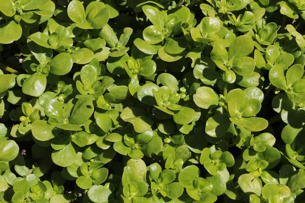 Растение Common Purslane Verdolaga Pigweed Little Hogweed Red Root Pursley — стоковое фото