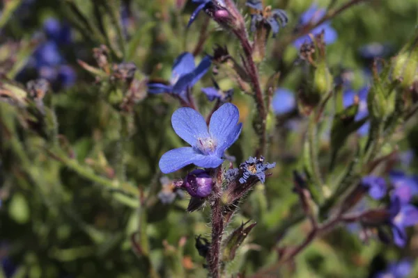 Blue Italian Bugloss Flower Italian Alkanet Garden Anchusa Gallen Switzerland — Stock Photo, Image