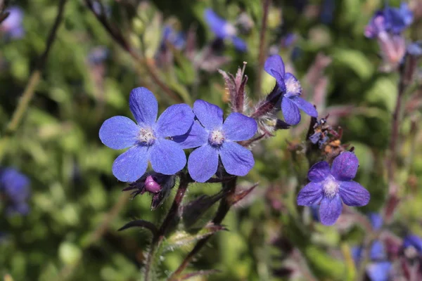 Blue Italian Bugloss Flower Italian Alkanet Garden Anchusa Gallen Switzerland — Stock Photo, Image
