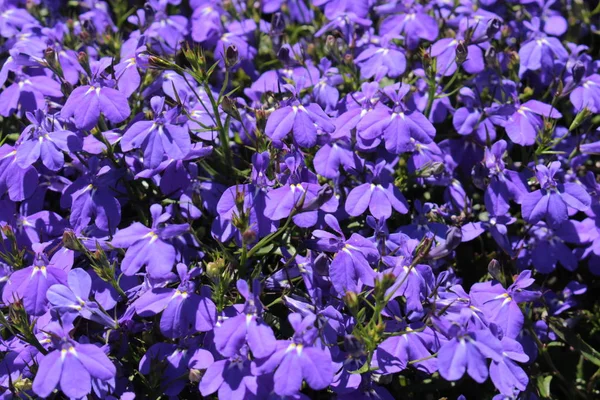 Niebieskie Kwiaty Szlak Lobelia Sapphire Lub Edging Lobelia Garden Lobelia — Zdjęcie stockowe