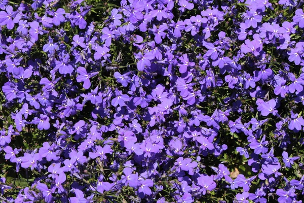 Fiori Blu Trailing Lobelia Sapphire Edging Lobelia Garden Lobelia San — Foto Stock