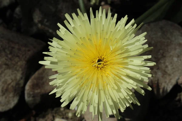 Smooth Golden Fleece Flor Gallen Suíça Seu Nome Latino Urospermum — Fotografia de Stock