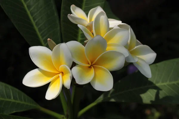 Κίτρινα Και Λευκά Λουλούδια Frangipani Plumeria Jasmine Mango Στο Gallen — Φωτογραφία Αρχείου