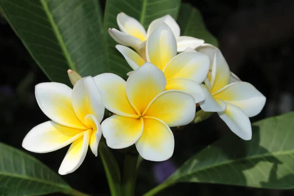 Κίτρινα Και Λευκά Λουλούδια Frangipani Plumeria Jasmine Mango Στο Gallen — Φωτογραφία Αρχείου