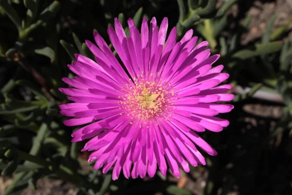 Квітка Льодовикового Заводу Санкт Галлені Швейцарія Латинська Назва Lampranthus Conspicuus — стокове фото