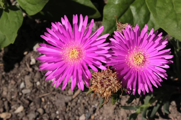 Isväxt Blomma Gallen Schweiz Dess Latinska Namn Lampranthus Conspicuus Född — Stockfoto