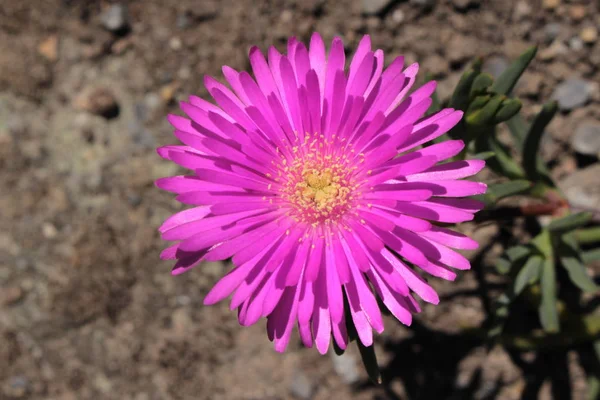 Квітка Льодовикового Заводу Санкт Галлені Швейцарія Латинська Назва Lampranthus Conspicuus — стокове фото