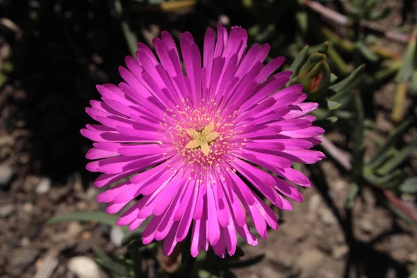 Ledovec Květina Gallen Švýcarsko Jeho Latinské Jméno Lampranthus Conspicuus Původem — Stock fotografie