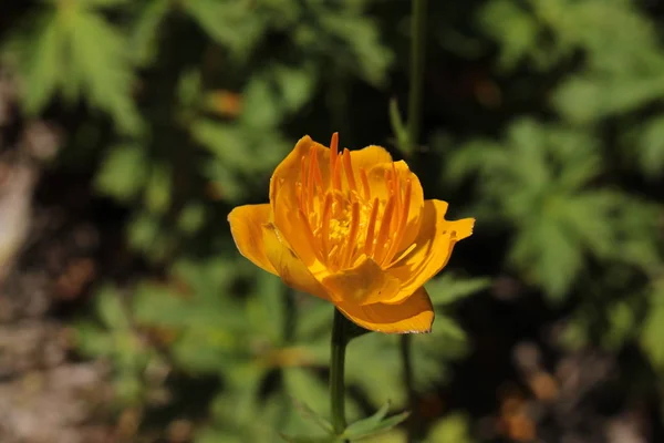 Giallo Arancione Asian Globeflower Solo Globe Flower San Gallo Svizzera — Foto Stock