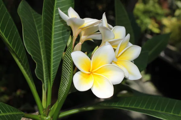 Fotos de Plumeria rubra, Imagens de Plumeria rubra sem royalties |  Depositphotos