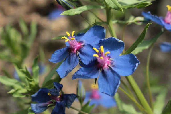 Niebieski Kwiat Pimpernela Lub Kwiat Ogrodu Kwiat Liścia Lnu Gauchheil — Zdjęcie stockowe