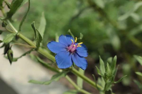 Niebieski Kwiat Pimpernela Lub Kwiat Ogrodu Kwiat Liścia Lnu Gauchheil — Zdjęcie stockowe