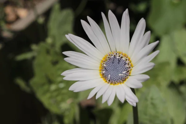 Fiore Margherita Africana Dagli Occhi Azzurri Arctotis Argento Kusgousblom San — Foto Stock