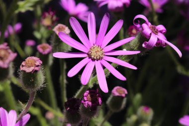 İsviçre 'nin St. Gallen kentinde bulunan Mor 