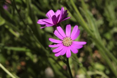 İsviçre 'nin St. Gallen kentinde bulunan Mor 