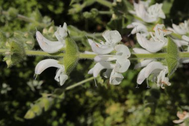 İsviçre 'nin St. Gallen kentinde bulunan 