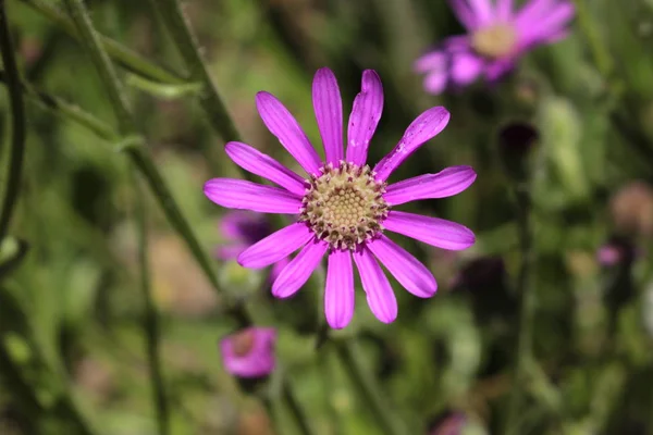 Fleur Violette Mountain Senecio Fireweed Big Head Groundsel Gallen Suisse — Photo