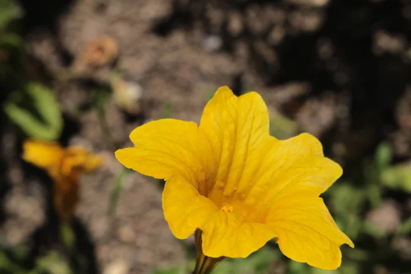 Bemalte Zunge Blume Oder Gebogene Rohrzunge Samtene Trompetenblume Trompetenzunge Gallen — Stockfoto