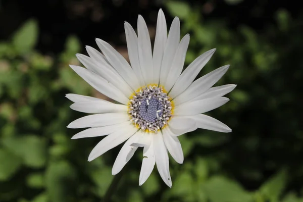 Blue Eyed African Daisy Flower Silver Arctotis Kusgousblom Gallen Switzerland — 스톡 사진