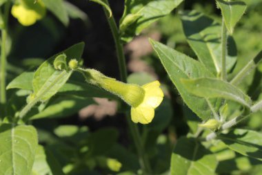İsviçre, St. Gallen 'de kireç yeşili Langsdorff Tütünü çiçekleri. Latince adı Nicotiana Langsdorffii, Brezilya ve Şili 'nin yerlisi..
