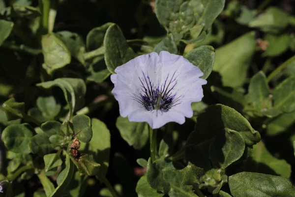 Ανοιχτό Μπλε Χιλιανό Λουλούδι Καμπάνας Little Bells Kriechende Glockenwinde Στο — Φωτογραφία Αρχείου
