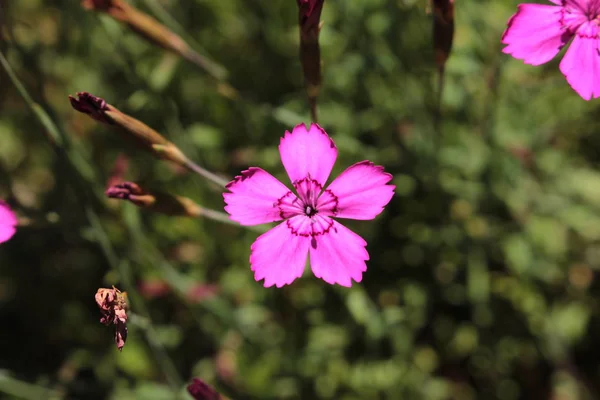 Λουλούδι Maiden Pink Heide Nelke Lady Cushion Meadow Pink Spink — Φωτογραφία Αρχείου