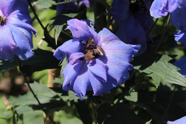 Blå Mitten Seklet Hybrid Delphinium Moody Blues Blomma Eller Larkspur — Stockfoto