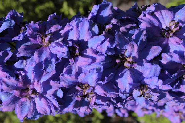 Blå Mitten Seklet Hybrid Delphinium Moody Blues Blomma Eller Larkspur — Stockfoto