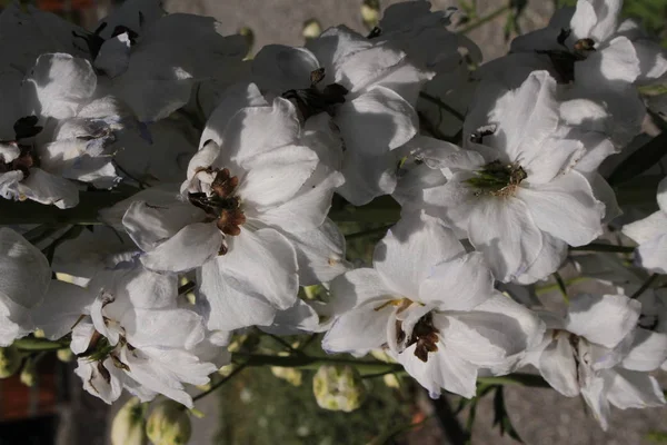 Fleurs Hybrides Blanches Milieu Siècle Delphinium Ivory Towers Larkspur Spurrier — Photo