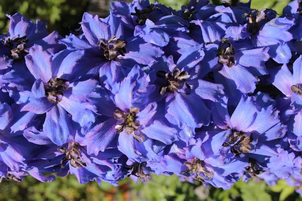Niebieski Hybryda Połowy Wieku Delphinium Moody Blues Kwiat Lub Larkspur — Zdjęcie stockowe